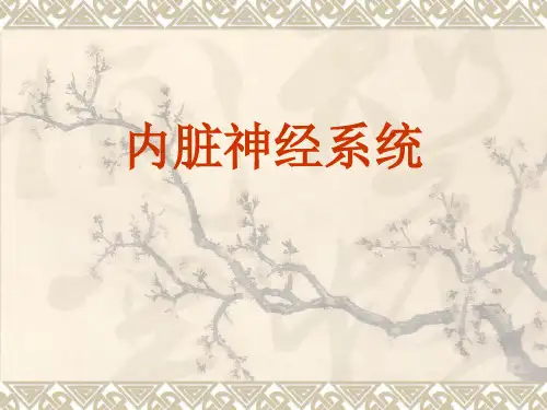 人体解剖学：内脏神经系统