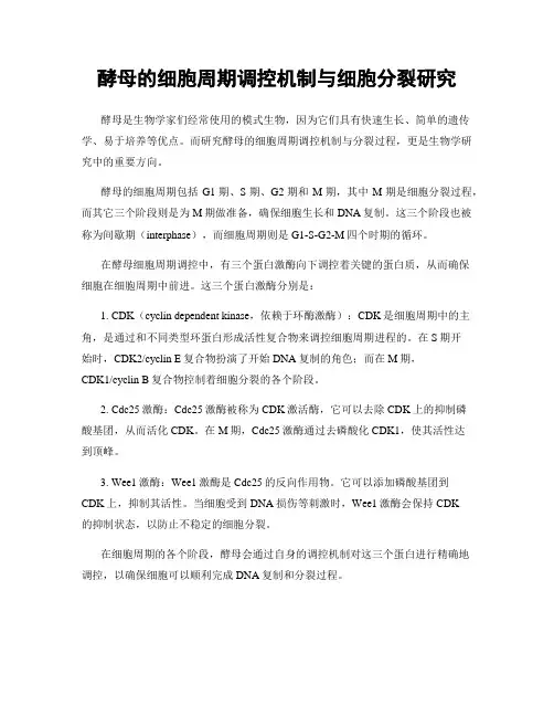 酵母的细胞周期调控机制与细胞分裂研究