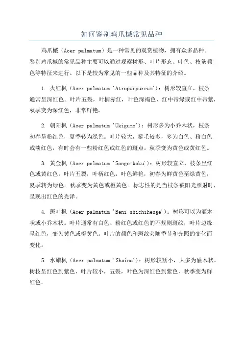 如何鉴别鸡爪槭常见品种