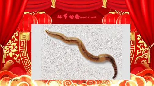 八年级生物上册 第五单元 第一章 第二节 线形动物和环节动物《环节动物》课件
