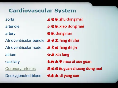 中英文双语PPT精品课件心血管系统Cardiovascular