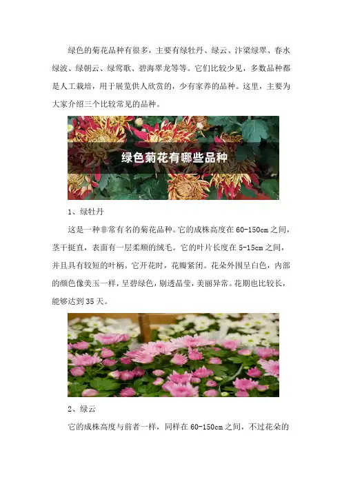 绿色菊花有哪些品种