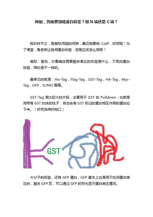 师姐，到底要加啥蛋白标签？加N端还是C端？