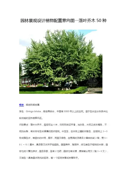 园林景观植物配置意向图落叶乔木50种