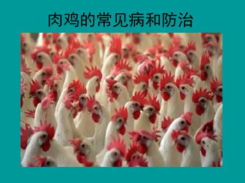 黑哥说黑培训-肉鸡常见病及其防治
