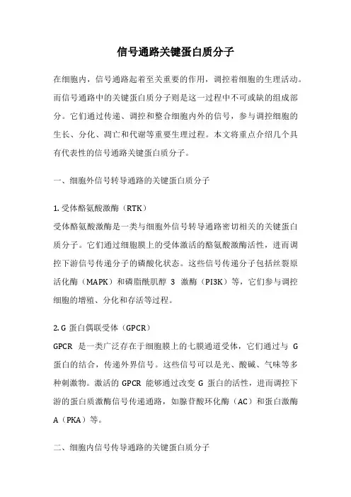 信号通路关键蛋白质分子
