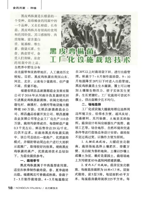黑皮鸡枞菌工厂化设施栽培技术