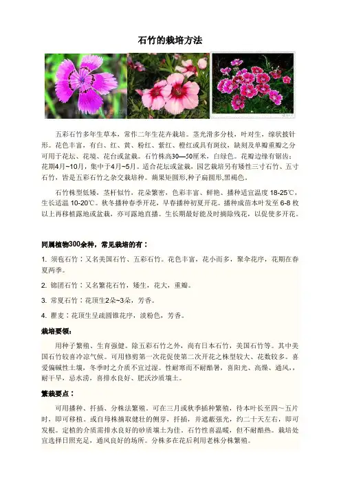 石竹
