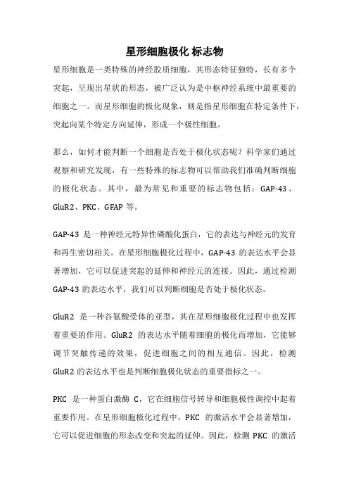 星形细胞极化 标志物