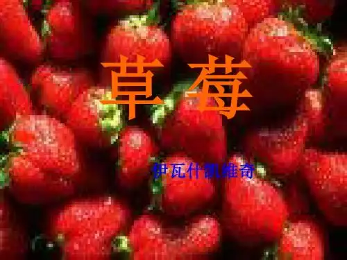 语文：1.4《草莓》课件(1)(语文版九年级上册)