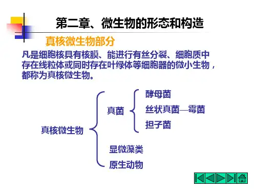 酵母菌