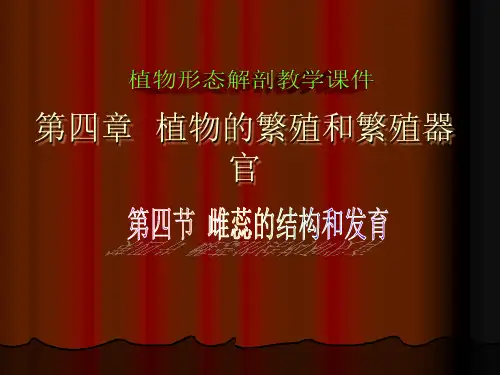 110404雌蕊发育与结构