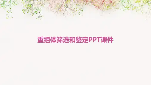 重组体筛选和鉴定PPT课件