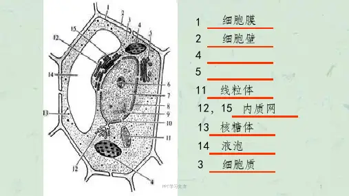 分泌蛋白相关知识点