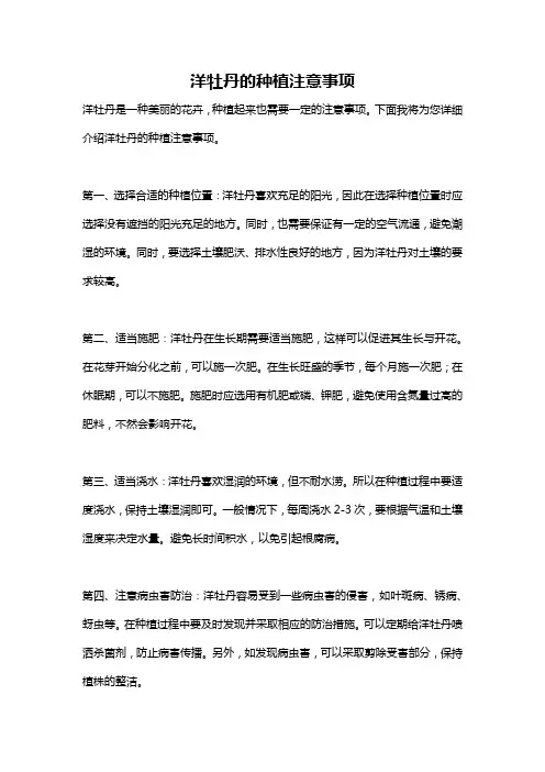 洋牡丹的种植注意事项