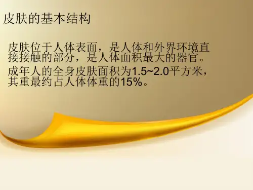 皮肤的基本结构