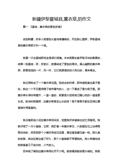 新疆伊犁霍城县,薰衣草,的作文