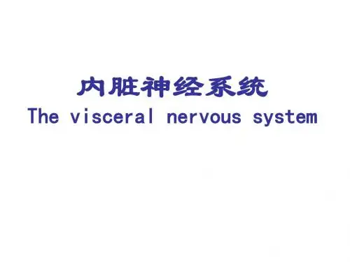内脏神经