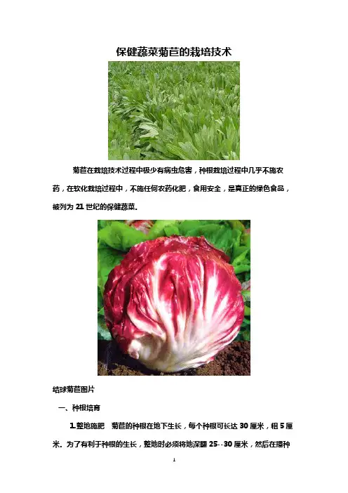 保健蔬菜菊苣的栽培技术