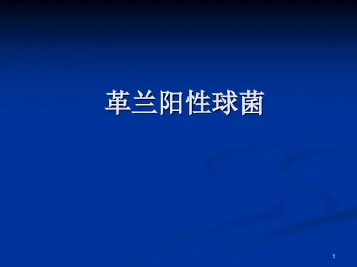 革兰阳性球菌PPT课件