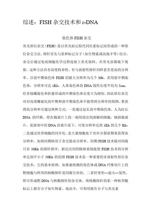 染色体FISH杂交