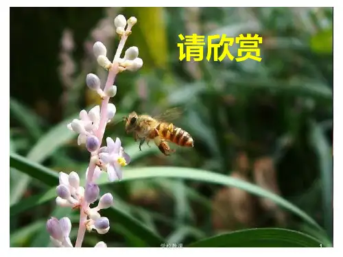 人教版三年级语文上册14《蜜蜂》PPT课件(讲课适用)