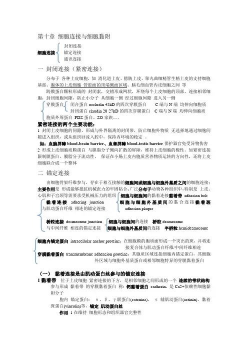 细胞生物学-第十章-细胞连接与细胞黏附-提纲
