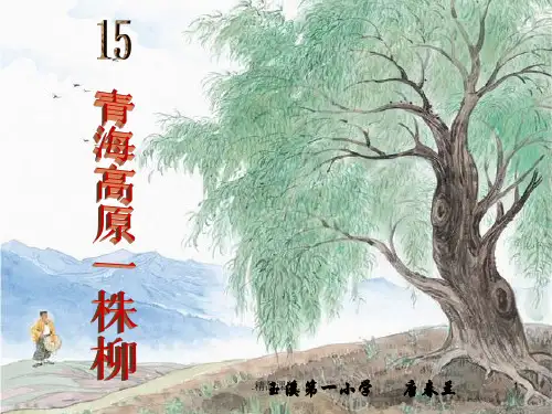 定稿15、青海高原一株柳.ppt