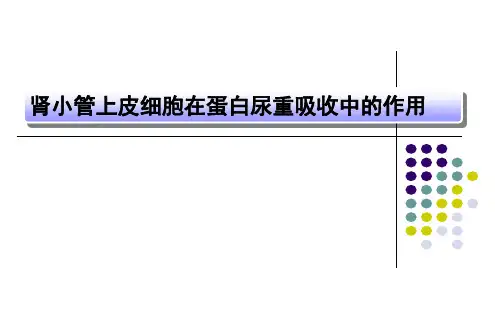 肾小管上皮细胞在蛋白尿重吸收中的作用探索