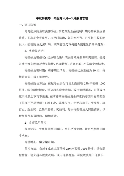 中秋酥脆枣一年生树4月---5月栽培管理