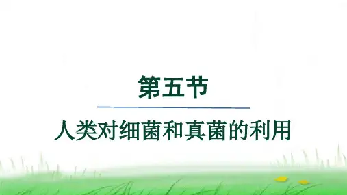 人教版八年级生物上册第五单元第四章细菌和真菌第五节人类对细菌和真菌的利用课件