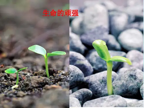 人教部编版八年级语文上册《散文两篇——永久的生命》ppt课件