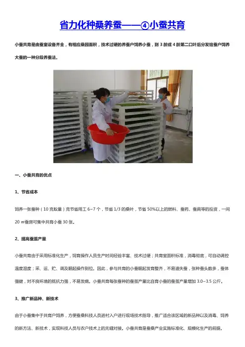 种桑养蚕——④小蚕共育