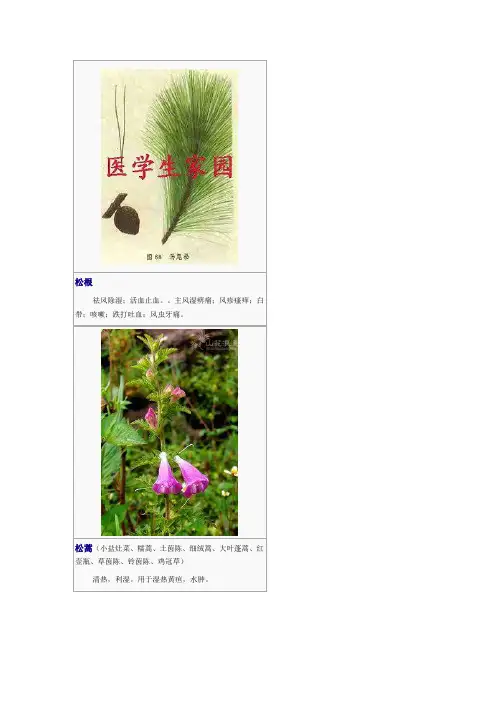 3000种中医药材第2101-2200种