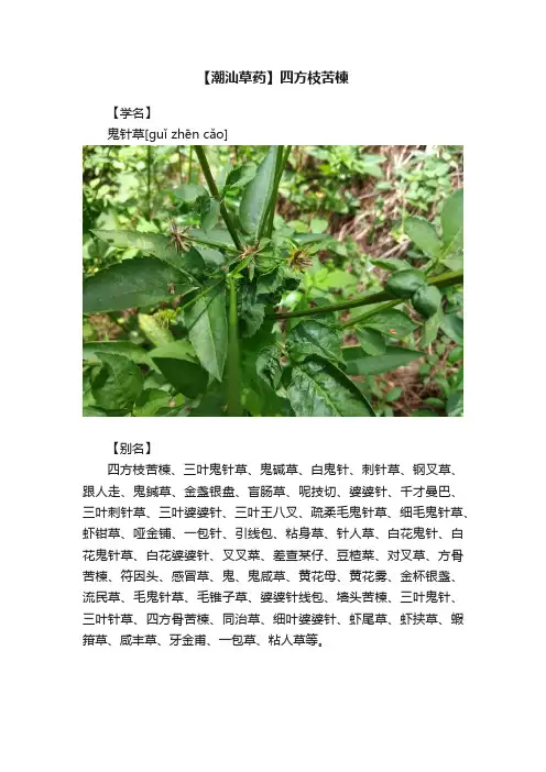 【潮汕草药】四方枝苦楝