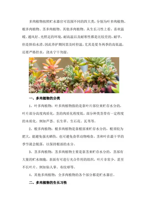 多肉植物介绍