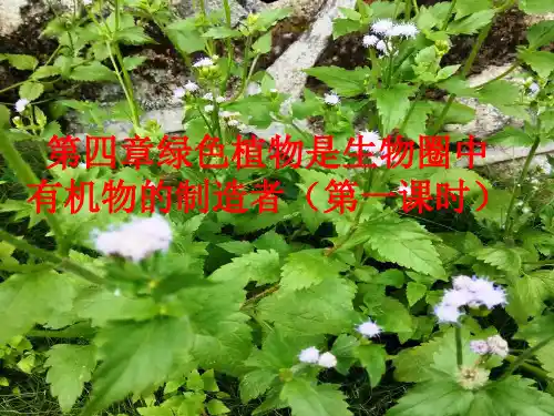 人教版七年级上册生物 第四章绿色植物是生物圈中有机物的制造者(第一课时)(共18张PPT)