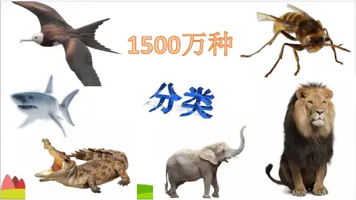 一年级下册科学课件  6.《给动物分类》(1) 教科版   (共19张PPT)