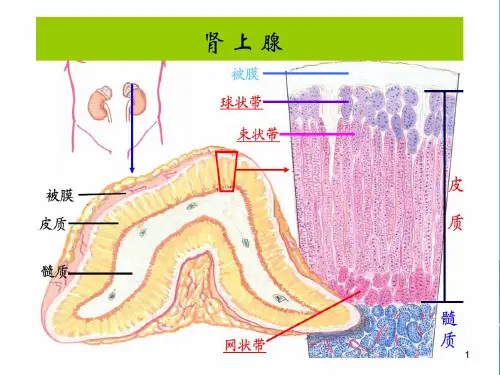 第33章肾上腺皮质激素类药物