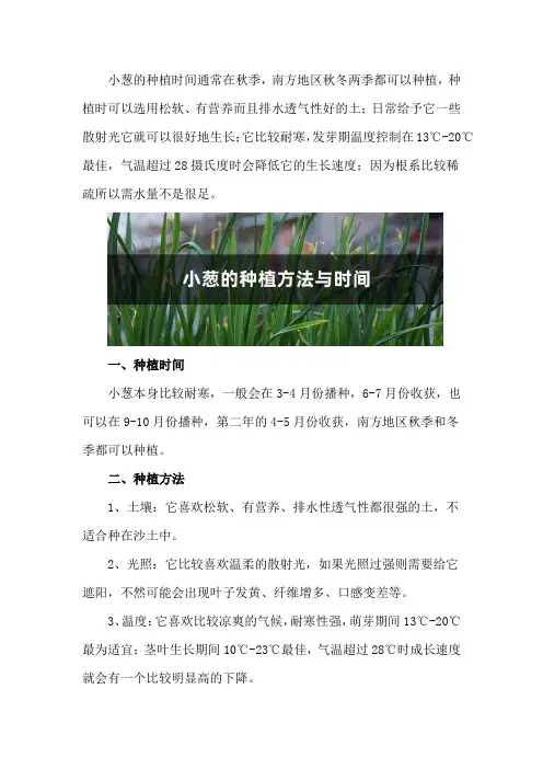 小葱的种植方法与时间