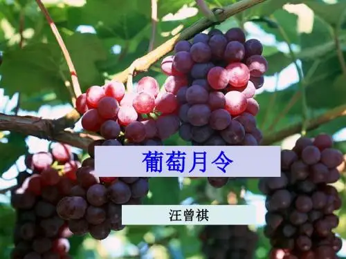 《葡萄月令》