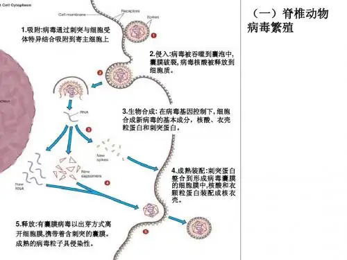 4病毒补充