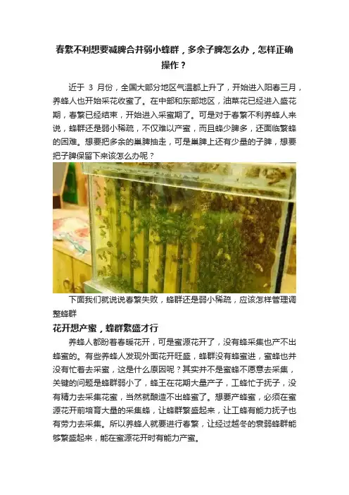 春繁不利想要减脾合并弱小蜂群，多余子脾怎么办，怎样正确操作？