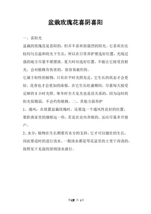 盆栽玫瑰花喜阴喜阳 