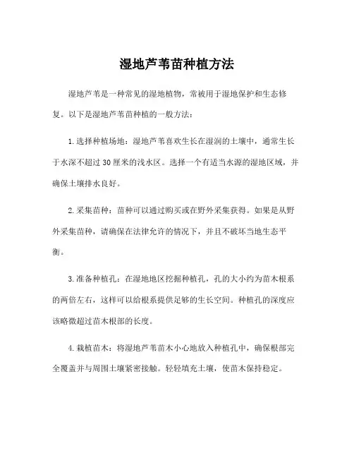 湿地芦苇苗种植方法