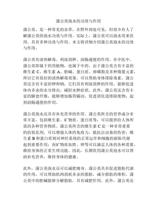 蒲公英泡水的功效与作用