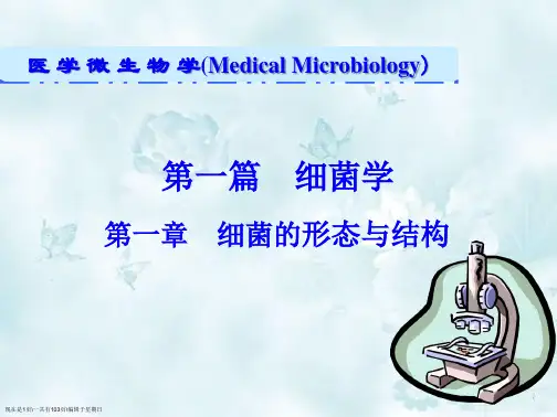 细菌的形态与结构()