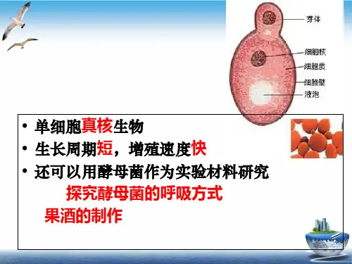 酵母菌种群数量变化个PPT课件