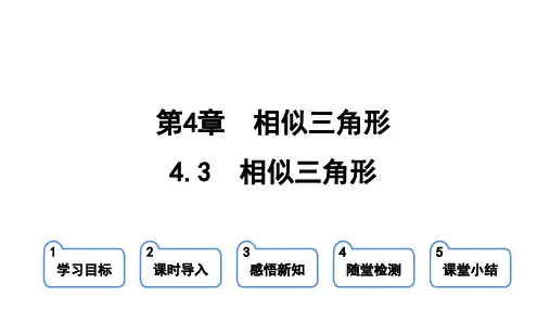 4.3 相似三角形 课件(共25张PPT)2023-2024学年浙教版九年级上册数学