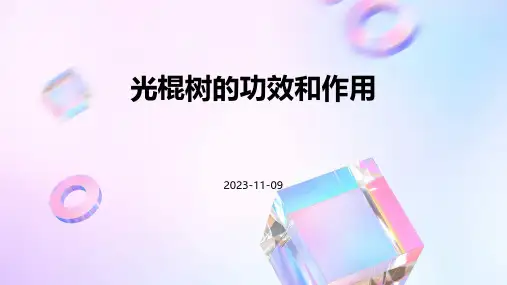 光棍树的功效和作用